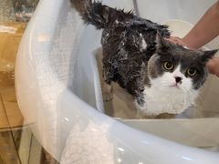 -momokira米努特·德文卷毛猫·棉花面纱犬