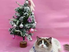 -1013 PET SHOP精品宠物商店(丁香店)