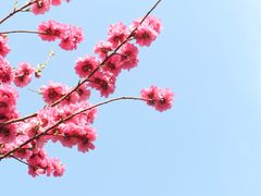 -海棠花溪(元大都城垣遗址公园)