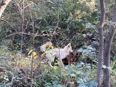 -北京西山国家森林公园