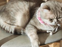 -Let's go狗咖·猫咖·奶狗·桌游(春熙路IFS店)