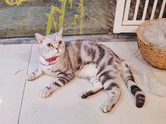 -平行世界·猫咖(首经贸店)