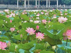-荔湾湖公园