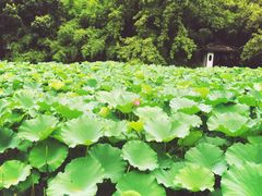 景点-逍遥津公园