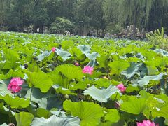 -莲池书院博物馆