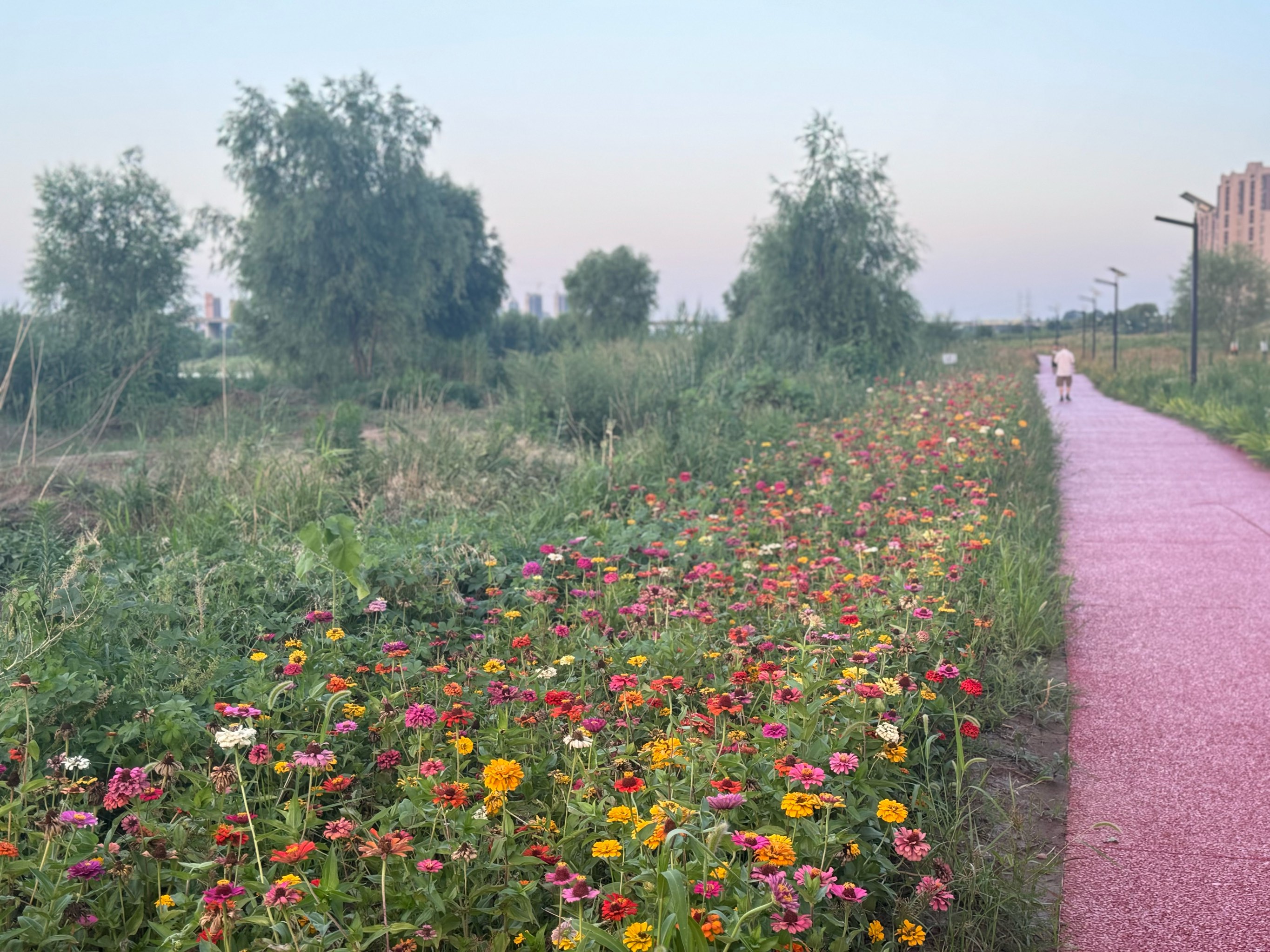 焦作市花海公园图片