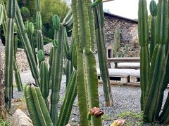 -MOJ coffee(瓯海泽雅水碓坑店)