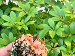 -都恩客(高岛屋百货店)