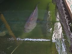 -蓝湾碧波·老字号·疍家非遗海上餐厅