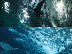 -上海海洋水族馆