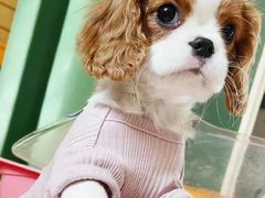 -萌宠之家·腊肠犬·马尔泰·小体犬舍