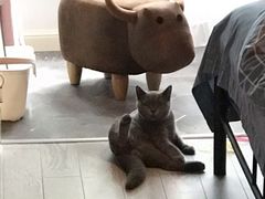 -猫大福·Fortune Cat猫舍(百子湾店)