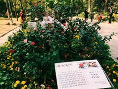 -金花茶公园