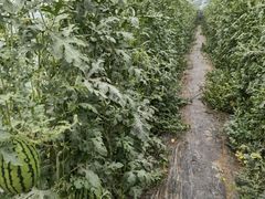 -庞各庄翠芳园西瓜蔬菜基地采摘园