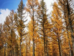 -塞罕坝国家级自然保护区