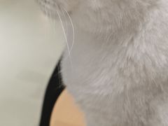 -藏猫猫咖啡主题馆(中央大道店)