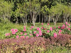 -洛阳市隋唐城遗址植物园