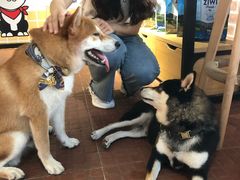 -柴犬高等学院·狗咖·柴犬售卖·宠物训练