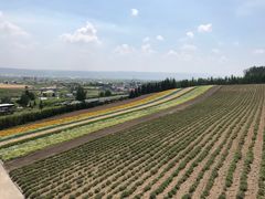 -富田农场