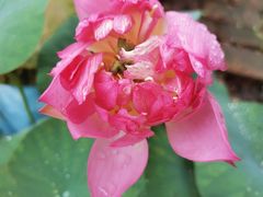 -金科花卉市场