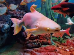 -上海海洋水族馆