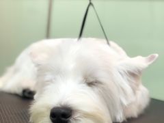 -小尾巴宠物店(万科·金域华庭店)