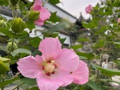 -江宁织造博物馆