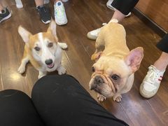 -柯斗斗主题餐厅·狗咖·围炉煮茶·茶饮(国瑞升平里店)