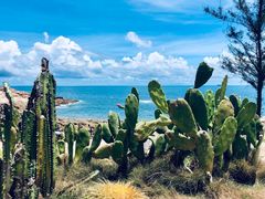 -广东惠东海龟国家级自然保护区