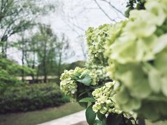 -上海共青森林公园