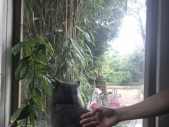 -海边的猫和咖啡馆