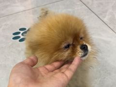 -瑞派长江宠物医院·猫科·外科·24小时夜护(谊城公寓分院)