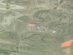 -半天妖烤鱼(芝罘万达店)