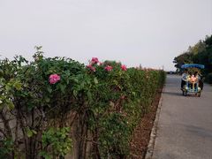 -上海滨江森林公园