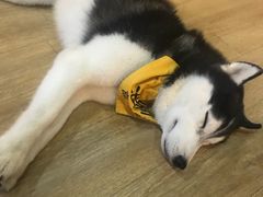 -Husky Go! 哈士奇体验馆·宠物咖啡厅狗咖