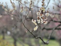-梅花山(明孝陵内)