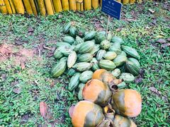 -中国科学院西双版纳热带植物园