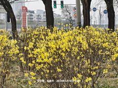 -高尔山公园