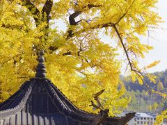 -千年银杏谷文化旅游区