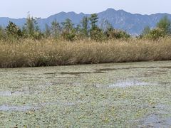 -野鸭湖国家湿地公园