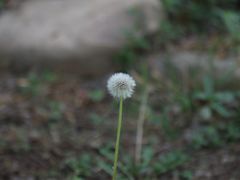 -合肥滨湖国家森林公园