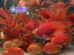 -洛阳龙门海洋馆