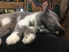 -more than meow吴止猫主题餐厅(承德 中船汇店)