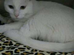 -瑞派·关忠动物医院·异宠专科·犬猫肿瘤·皮肤专科(望京店)