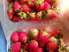 -田趣农庄草莓采摘园