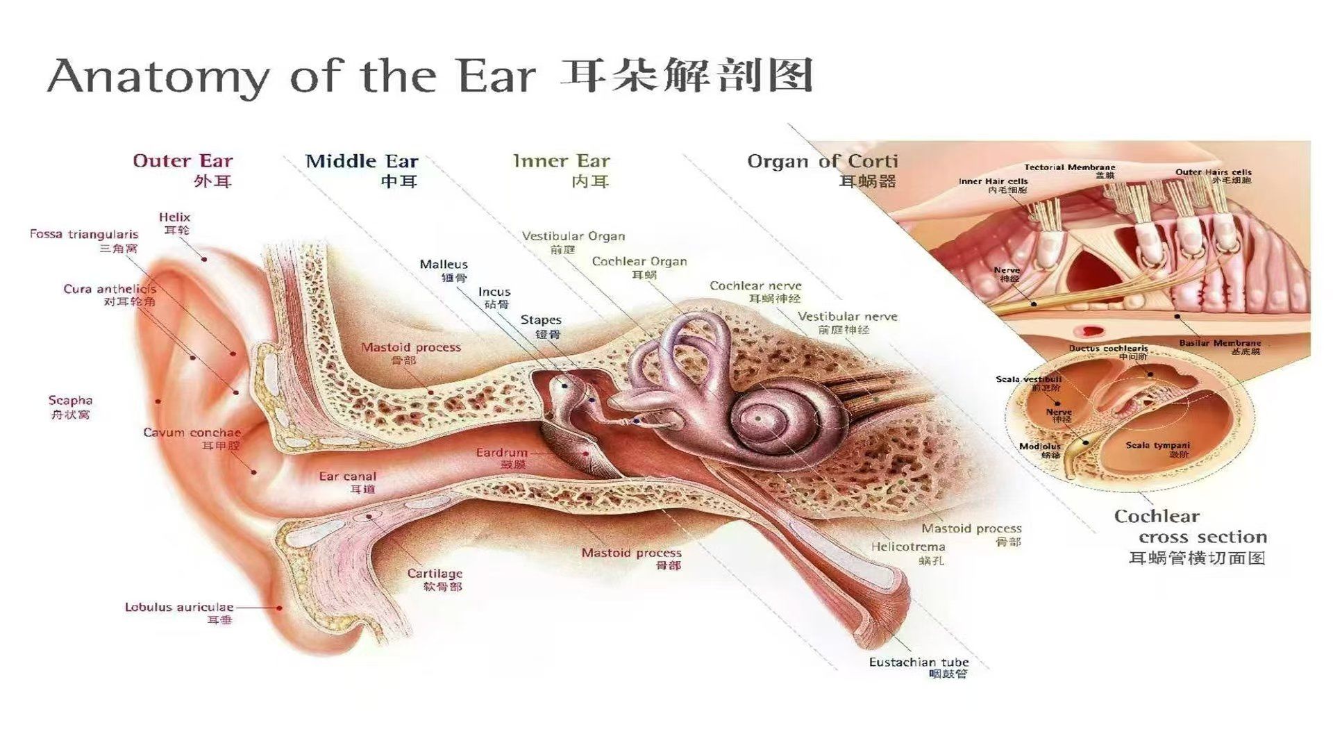 耳蜗图