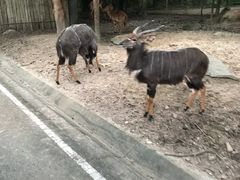 -清迈夜间动物园