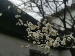 -檀园
