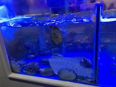 -小龍鳳·港式海鲜打边炉(沙湖路店)