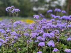 -黑龙江省森林植物园